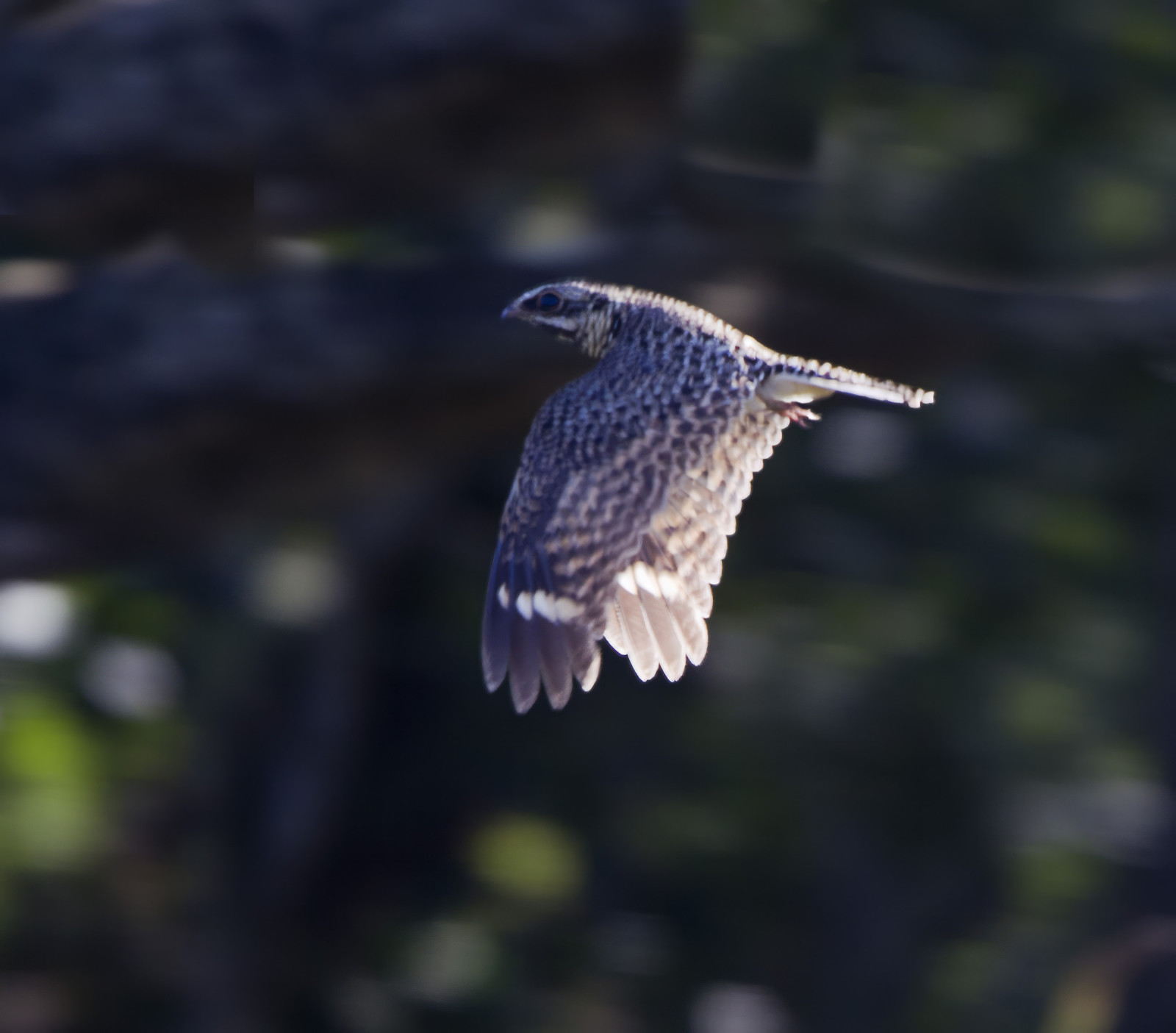image Swamp Nightjar